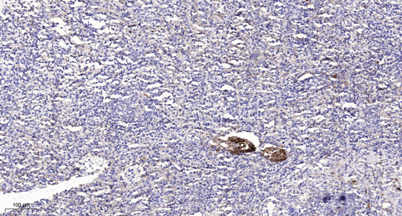 意大利贵宾会-贵宾会官方网站入口