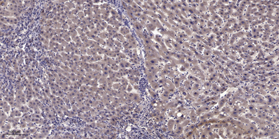 意大利贵宾会-贵宾会官方网站入口