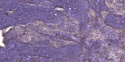 意大利贵宾会-贵宾会官方网站入口