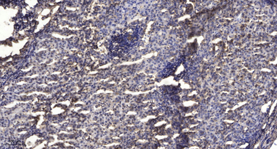 意大利贵宾会-贵宾会官方网站入口