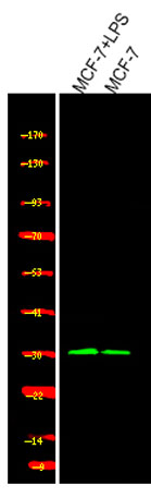 意大利贵宾会-贵宾会官方网站入口
