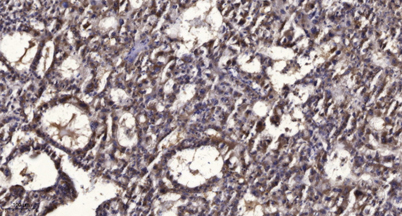 意大利贵宾会-贵宾会官方网站入口