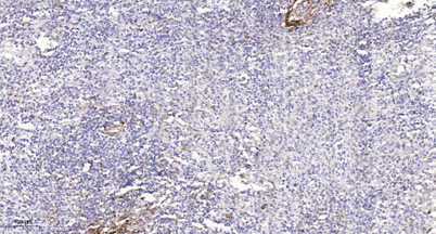 意大利贵宾会-贵宾会官方网站入口