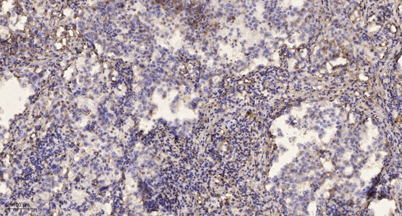 意大利贵宾会-贵宾会官方网站入口