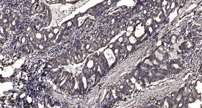 意大利贵宾会-贵宾会官方网站入口