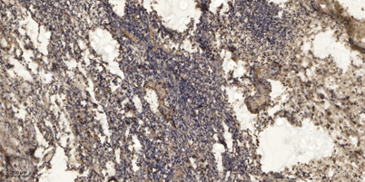 意大利贵宾会-贵宾会官方网站入口