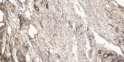 意大利贵宾会-贵宾会官方网站入口