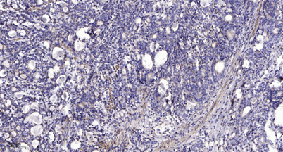 意大利贵宾会-贵宾会官方网站入口