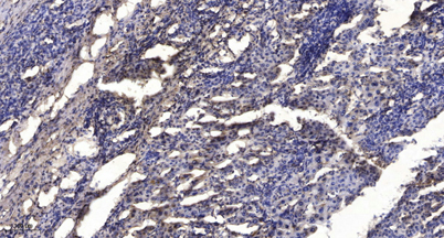 意大利贵宾会-贵宾会官方网站入口