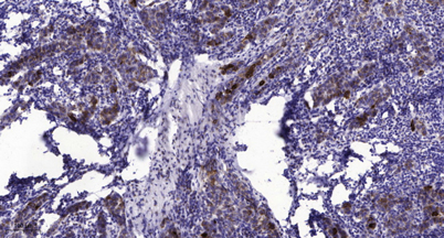 意大利贵宾会-贵宾会官方网站入口