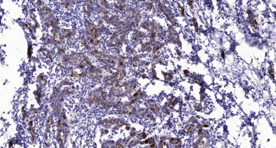 意大利贵宾会-贵宾会官方网站入口