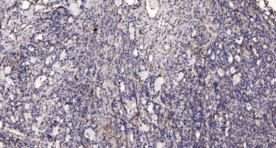 意大利贵宾会-贵宾会官方网站入口