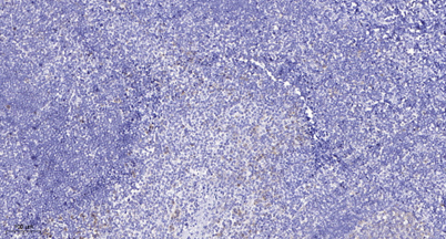 意大利贵宾会-贵宾会官方网站入口