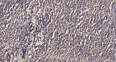 意大利贵宾会-贵宾会官方网站入口