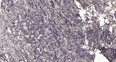 意大利贵宾会-贵宾会官方网站入口