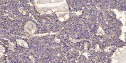 意大利贵宾会-贵宾会官方网站入口