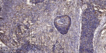 意大利贵宾会-贵宾会官方网站入口