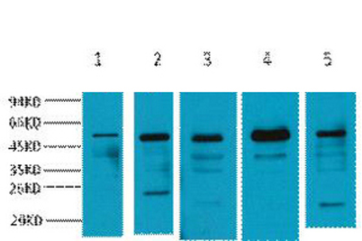 意大利贵宾会-贵宾会官方网站入口