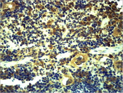 意大利贵宾会-贵宾会官方网站入口