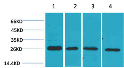 意大利贵宾会-贵宾会官方网站入口