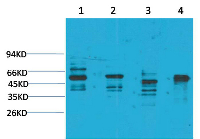 意大利贵宾会-贵宾会官方网站入口