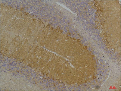 意大利贵宾会-贵宾会官方网站入口