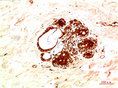 意大利贵宾会-贵宾会官方网站入口