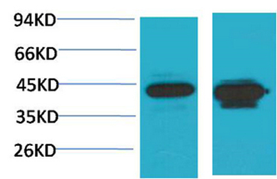 意大利贵宾会-贵宾会官方网站入口