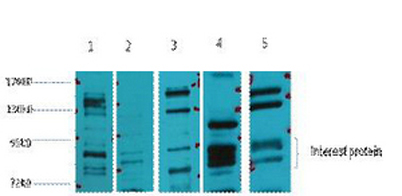 意大利贵宾会-贵宾会官方网站入口