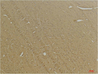 意大利贵宾会-贵宾会官方网站入口