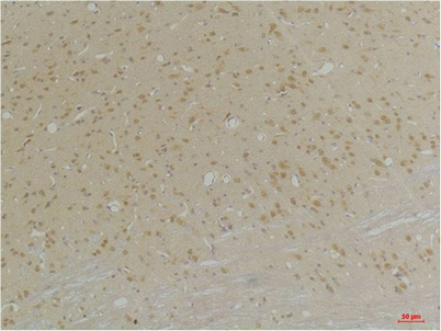 意大利贵宾会-贵宾会官方网站入口