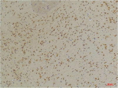 意大利贵宾会-贵宾会官方网站入口