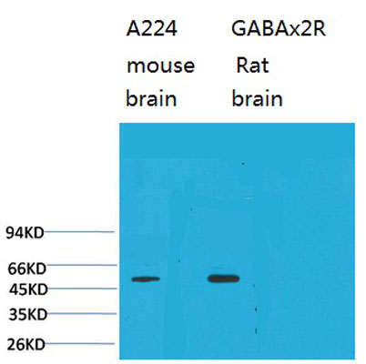 意大利贵宾会-贵宾会官方网站入口