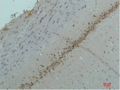 意大利贵宾会-贵宾会官方网站入口