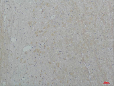 意大利贵宾会-贵宾会官方网站入口