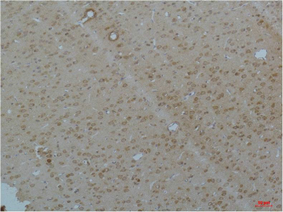 意大利贵宾会-贵宾会官方网站入口