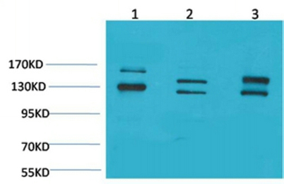 意大利贵宾会-贵宾会官方网站入口