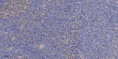 意大利贵宾会-贵宾会官方网站入口