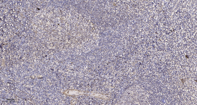 意大利贵宾会-贵宾会官方网站入口