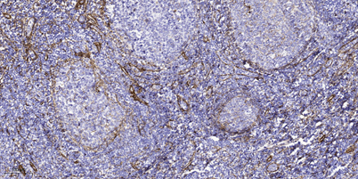 意大利贵宾会-贵宾会官方网站入口