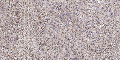 意大利贵宾会-贵宾会官方网站入口