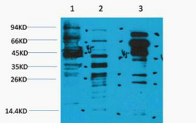 意大利贵宾会-贵宾会官方网站入口