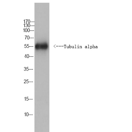 意大利贵宾会-贵宾会官方网站入口