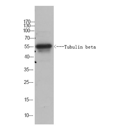 意大利贵宾会-贵宾会官方网站入口