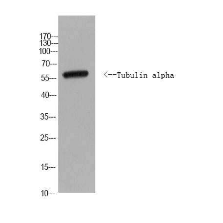 意大利贵宾会-贵宾会官方网站入口