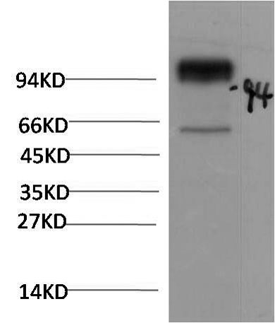 意大利贵宾会-贵宾会官方网站入口