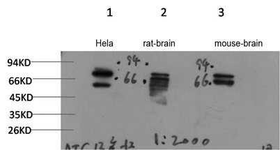意大利贵宾会-贵宾会官方网站入口