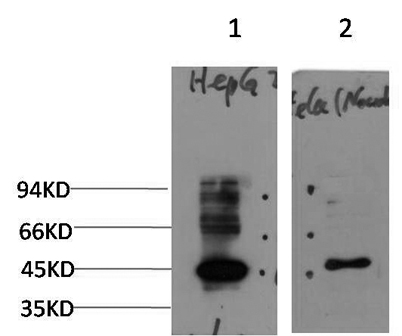 意大利贵宾会-贵宾会官方网站入口