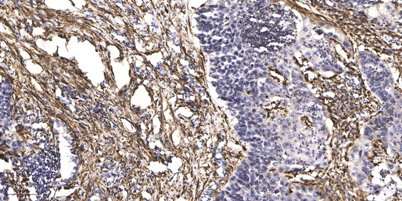 意大利贵宾会-贵宾会官方网站入口