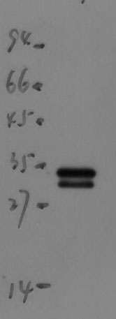 意大利贵宾会-贵宾会官方网站入口